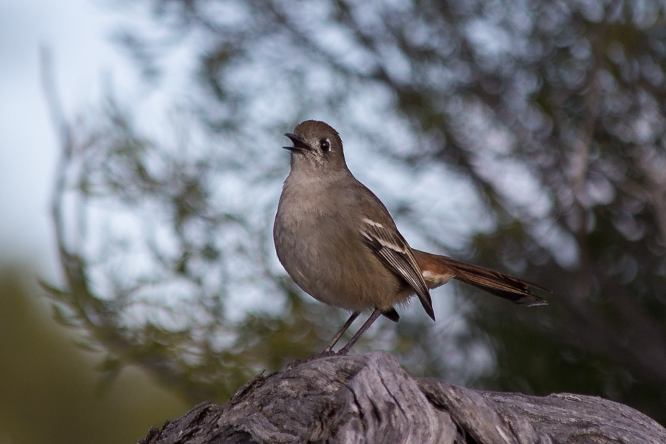 Southern Scrub-robin (Drymodes brunneopygia)